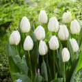Tulpės  White Prince, 50 vnt
