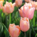 Tulpės Apricot Beauty, 5 vnt, vazone
