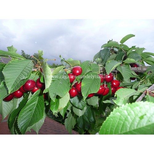 Trešnė ( lot.Prunus avium ) Madisono rožinė