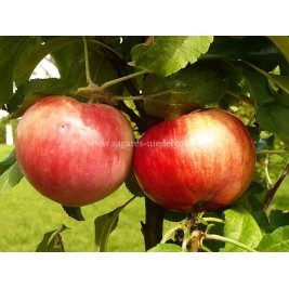 Obelis koloninė vasarinė ( lot. Malus domestica) Uldis