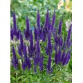 Veronika ilgalapė  (lot. Veronica longifolia)  Marietta