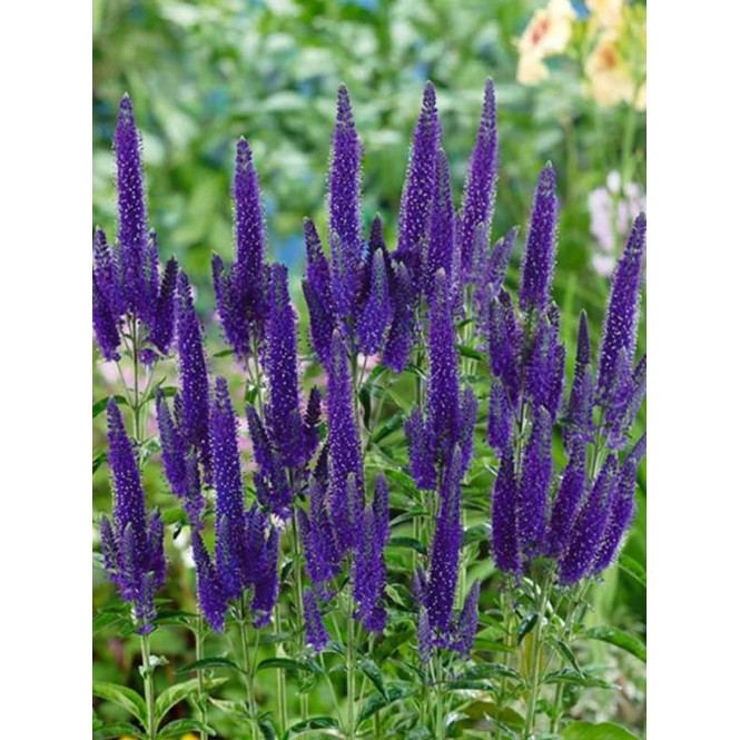 Veronika ilgalapė  (lot. Veronica longifolia)  Marietta