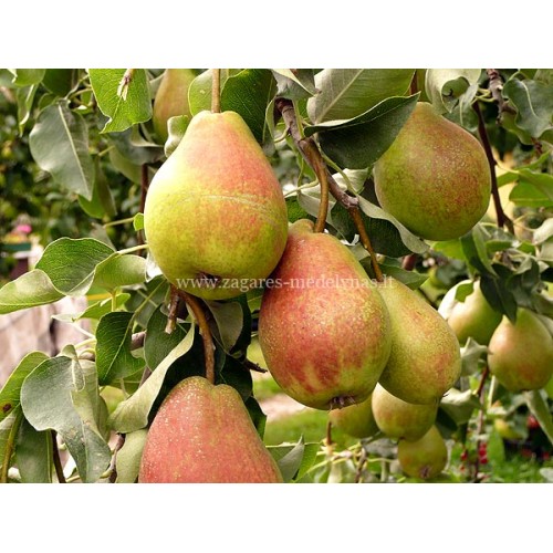 Kriaušė ( lot.Pyrus communis) Vasarinė sviestinė