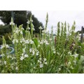 Verbena strelialapė ( lot. Verbena hastata) Alba