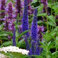 Veronika ilgalapė  (lot. Veronica longifolia)  Marietta