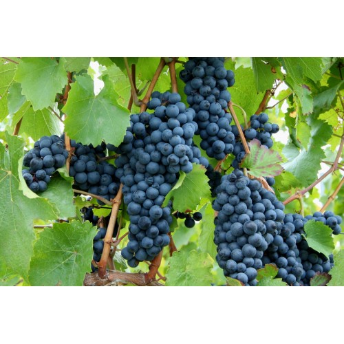 Vynuogė( lot. Vitis) Boskoop Glory