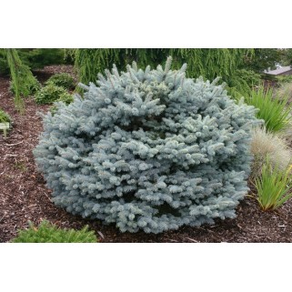 Eglė dygioji ( lot. Picea pungens)  Glauca Globosa