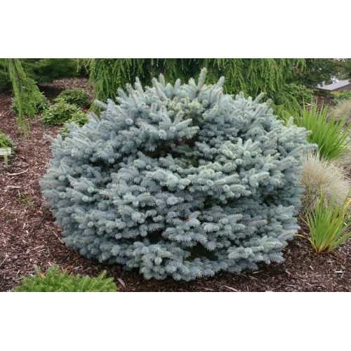 Eglė dygioji ( lot. Picea pungens)  Glauca Globosa