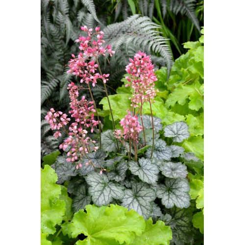 Alūnė ( lot. Heuchera) Little Cutie Peppermint