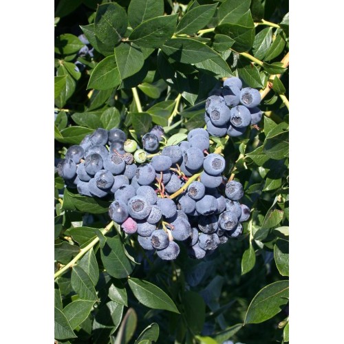 Šilauogė aukštoji ( lot. Vaccinium corymbosum) Patriot