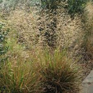 Šluotsmilgė kupstinė ( lot. Dechampasia cespitosa ) Waldschratt