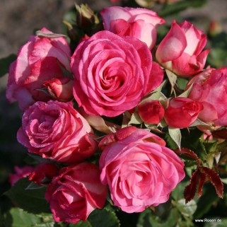 Rožė floribundinė ( lot. Rosa floribunda)  Xenia Kordes