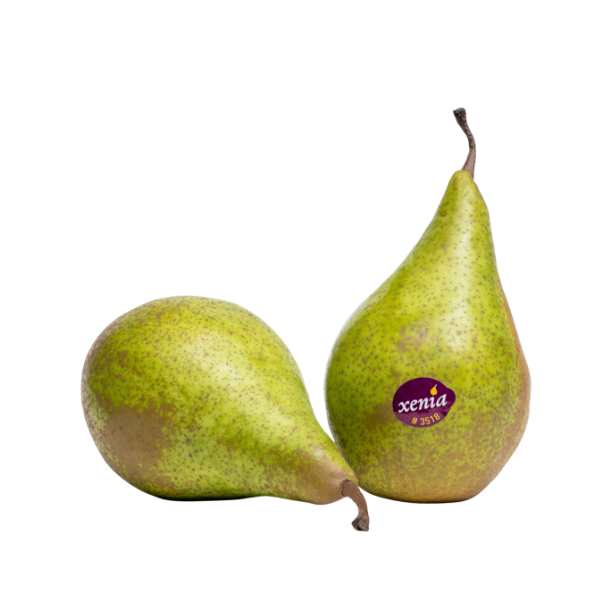 Kriaušė rudeninė ( lot.Pyrus communis) Xenia