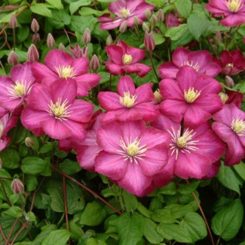 Raganė ( lot.Clematis) Ville de Lyon