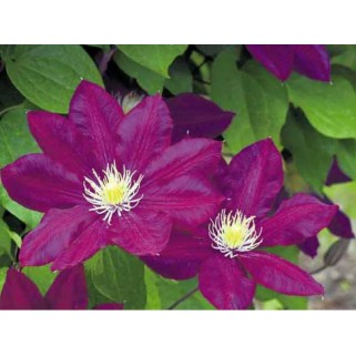 Raganė ( lot.Clematis) Lech Kaczynski