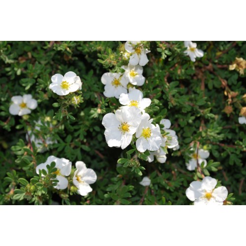 Sidabražolė krūminė ( lot. Potentilla fruticosa) Abbotswood