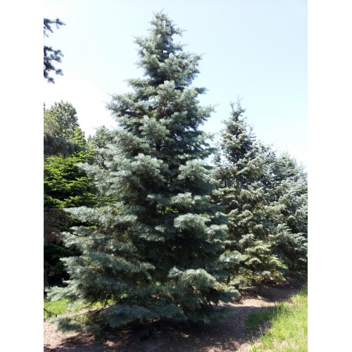 Kėnis pilkasis ( lot. Abies concolor) 