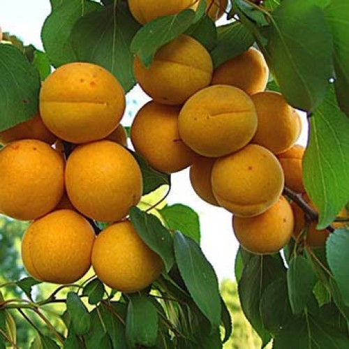 Abrikosas ( lot.Prunus armeniaca) Severnyj trium (Šiaurės triumfas)