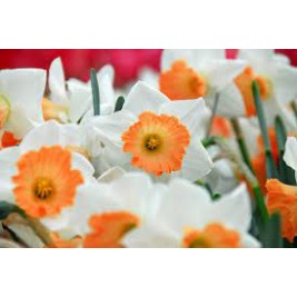 Narcizas didžiažiedis ( lot. Narcissus)  Accent  5 vnt Narcizas didžiažiedis ( lot. Narcissus)  Accent  5 vnt