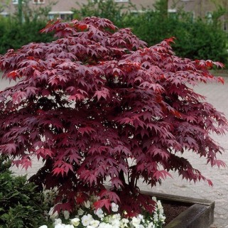 Klevas plaštakinis ( lot. Acer palmatum) Atropurpureum 