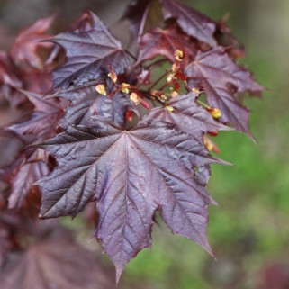 Klevas ( lot. Acer platanoides) Crimson King