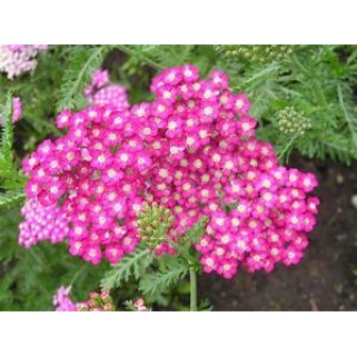 Kraujažolė paprastoji (lot. Achillea millefolium) Cerise Queen