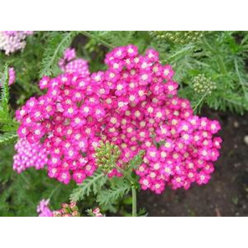 Kraujažolė paprastoji (lot. Achillea millefolium) Cerise Queen