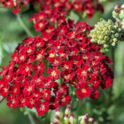 Kraujažolė paprastoji (lot. Achillea millefolium) Skysail Fire