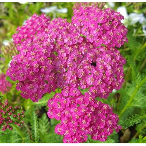 Kraujažolė paprastoji (lot. Achillea millefolium) Little Susie 