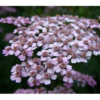 Kraujažolė( lot.  Achillea alpina ssp. camtschatica) Love Parade