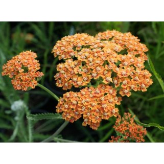 Kraujažolė paprastoji (lot. Achillea millefolium) Teraccota