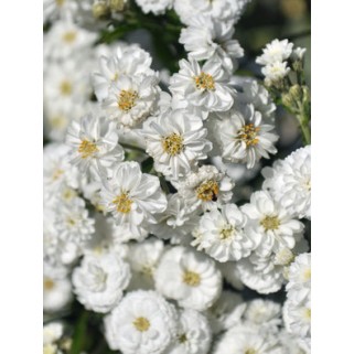 Kraujažolė čiaudulinė ( lot. Achillea ptarmica ) Peter Cottontail