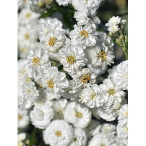 Kraujažolė čiaudulinė ( lot. Achillea ptarmica ) Peter Cottontail