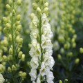 Kurpelė ( lot. Aconitum napellus) Album