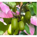 Aktinidija margalapė savidulkė ( lot. Actinidia kolomikta) Dr. Szymanowski