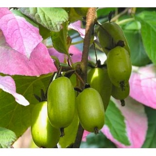 Aktinidija margalapė savidulkė ( lot. Actinidia kolomikta) Dr. Szymanowski