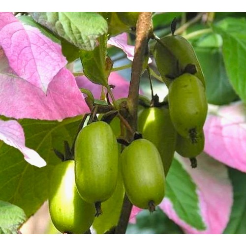 Aktinidija margalapė savidulkė ( lot. Actinidia kolomikta) Dr. Szymanowski