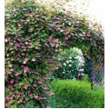 Aktinidija margalapė savidulkė ( lot. Actinidia kolomikta) Dr. Szymanowski