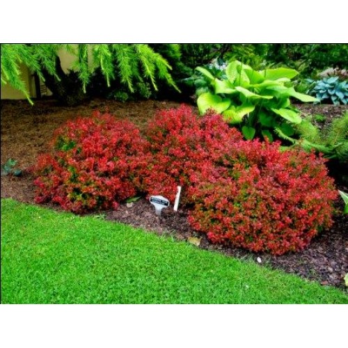 Raugerškis tunbergo ( lot. Berberis thunbergii) Admiration