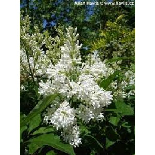 Alyva  ( lot.Syringa) Agnes Smith