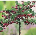 Agrastas raudonasis kamieninis ( lot. Ribes uva-crispa)  Hinonmaki