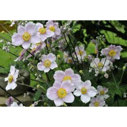 Plukė  (lot. Anemone hybrida) Richard Ahrens