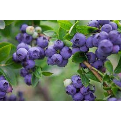 Šilauogė žemaūgė( lot. Vaccinium corymbosum) Aino