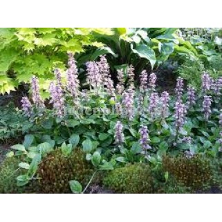 Vaisgina šliaužiančioji (lot. Ajuga reptans) Rosea