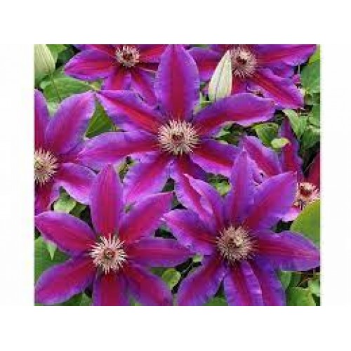 Raganė ( lot.Clematis integrifolia ) Akaishi