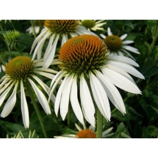 Ežiuolė (lot.Echinacea purpurea) Alba