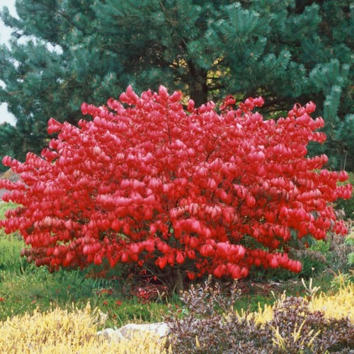 Ožekšnis sparnuotasis ( lot. Euonymus alatus) Compactus