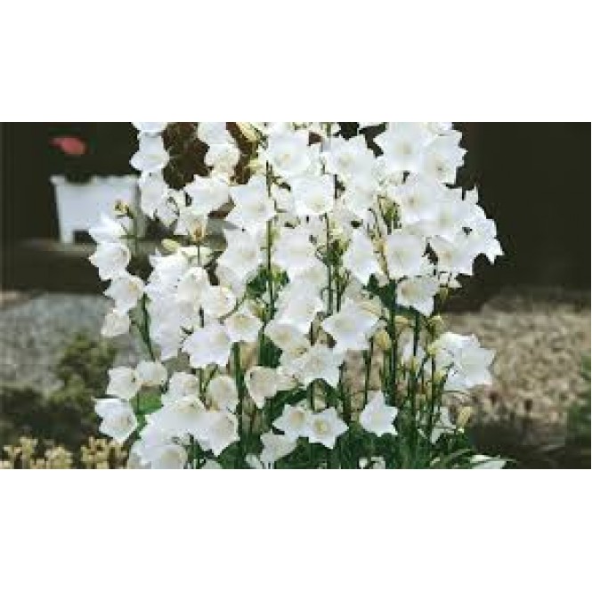 Katilėlis  (lot. Campanula persicifolia) Grandiflora Alba