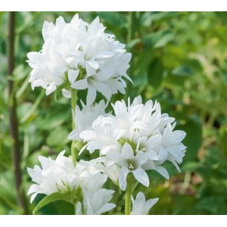 Katilėlis tankiažiedis (lot. Campanula glomerata) Alba