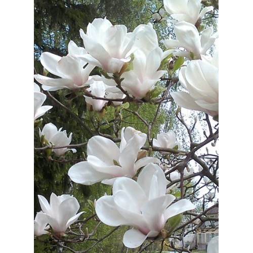 Magnolija  sulanžo (lot. Magnolia soulangeana)  Alba Superba